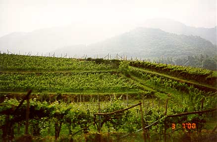 Viinitarha (yks miljoonasta)
